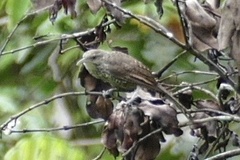 Campylorhynchus turdinus