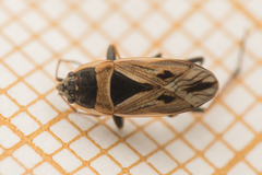 Xanthochilus quadratus