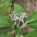 Solanum mauritianum - Photo (c) ronavery,  זכויות יוצרים חלקיות (CC BY), הועלה על ידי ronavery