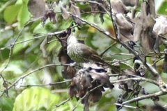 Campylorhynchus turdinus