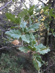 Quercus ithaburensis