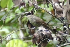 Campylorhynchus turdinus