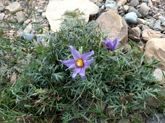 Pulsatilla turczaninovii