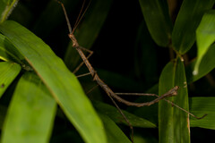 Oxyartes