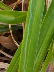 Ophiomyia kwansonis
