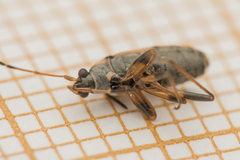 Beosus maritimus