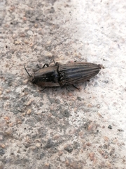 Chalcolepidius silbermanni