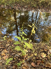 Verbesina virginica