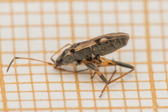 Beosus maritimus