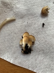 Micacei