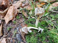 Helvella ephippium