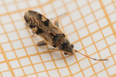 Beosus maritimus