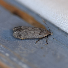 Anacampsis innocuella