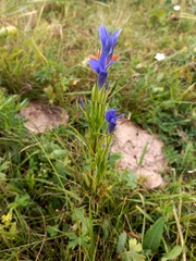 Gentianopsis barbata