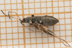 Beosus maritimus