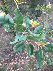 Quercus ithaburensis