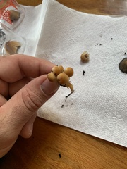 Micacei