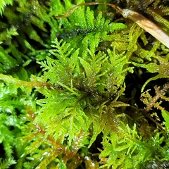 Thuidium tamariscinum
