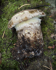Catathelasma