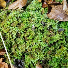 Thuidium tamariscinum