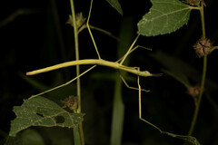 Clitumninae