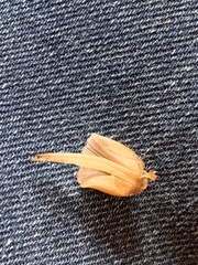 Micacei