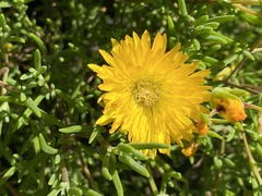 Drosanthemum acuminatum