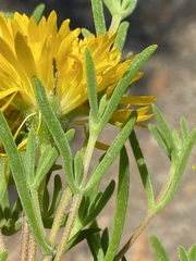 Drosanthemum acuminatum