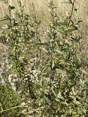 Brickellia cylindracea