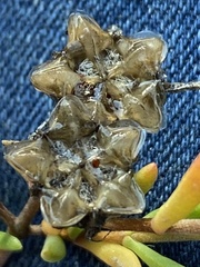 Drosanthemum acuminatum