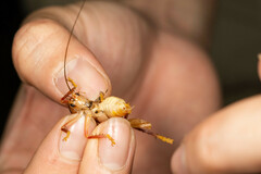 Gryllacrididae