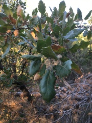 Quercus ithaburensis