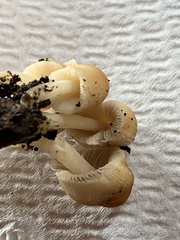 Micacei
