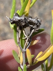 Drosanthemum acuminatum