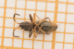 Scolopostethus thomsoni