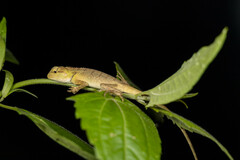 Calotes emma
