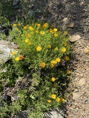 Drosanthemum acuminatum
