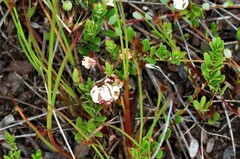 Vaccinium macrocarpon
