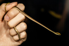 Dendrelaphis pictus