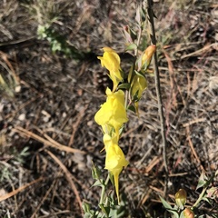 Linaria dalmatica dalmatica