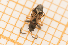 Scolopostethus thomsoni