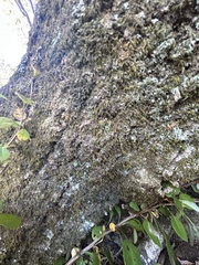 Forsstroemia trichomitria