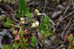 Vaccinium macrocarpon