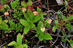 Vaccinium macrocarpon