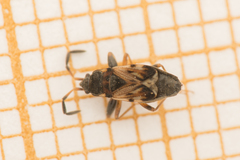 Scolopostethus thomsoni