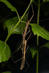 Oxyartes