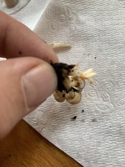 Micacei