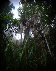 Pandanaceae