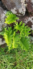 Polypodium macaronesicum azoricum