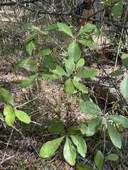 Quercus laurifolia